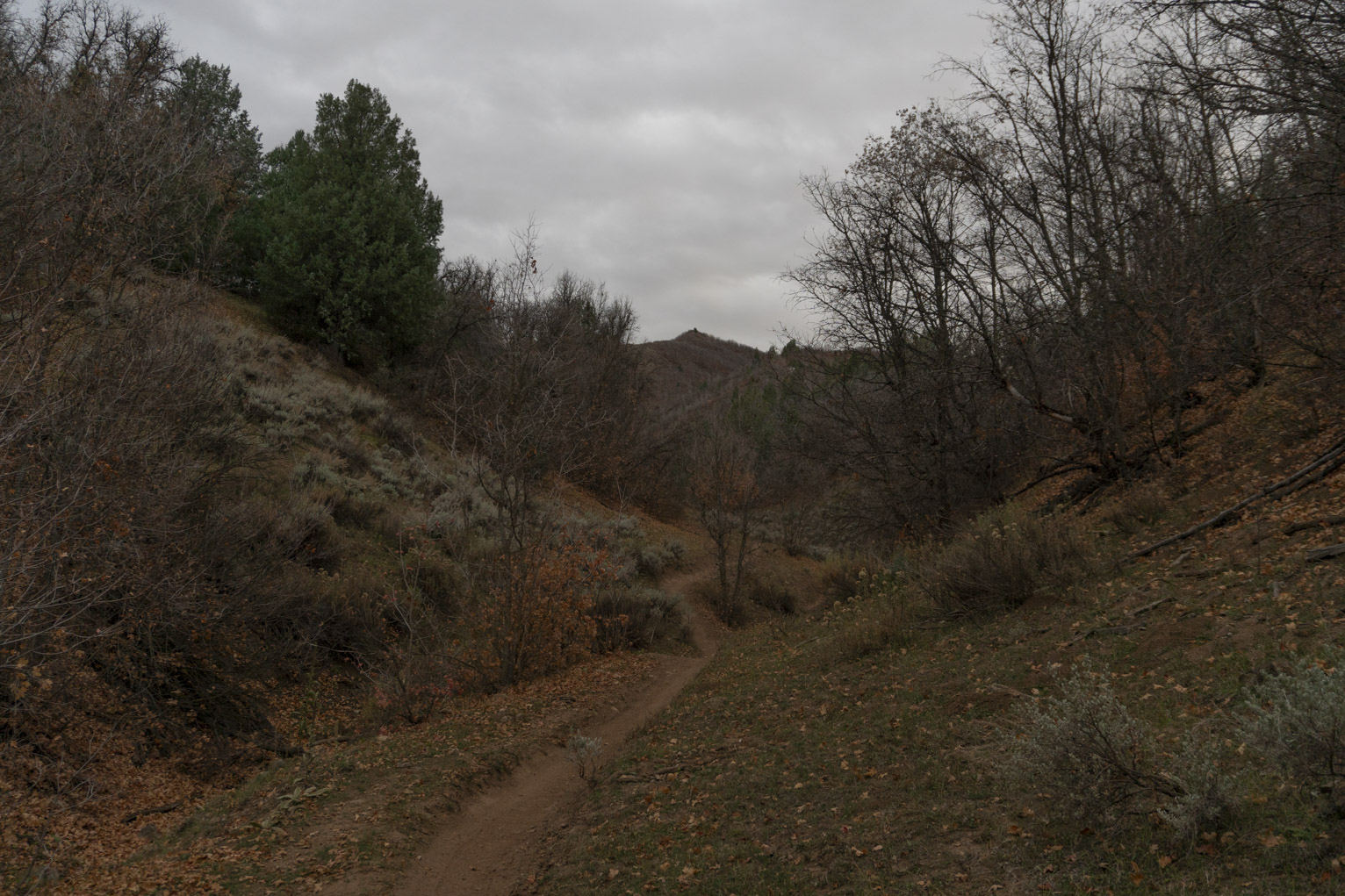 A dirt path zig zags among junipers and other brush on a cloudy day